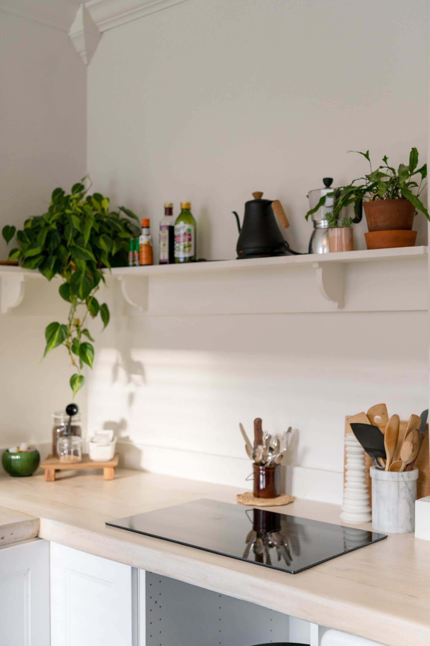 como colocar las plantas